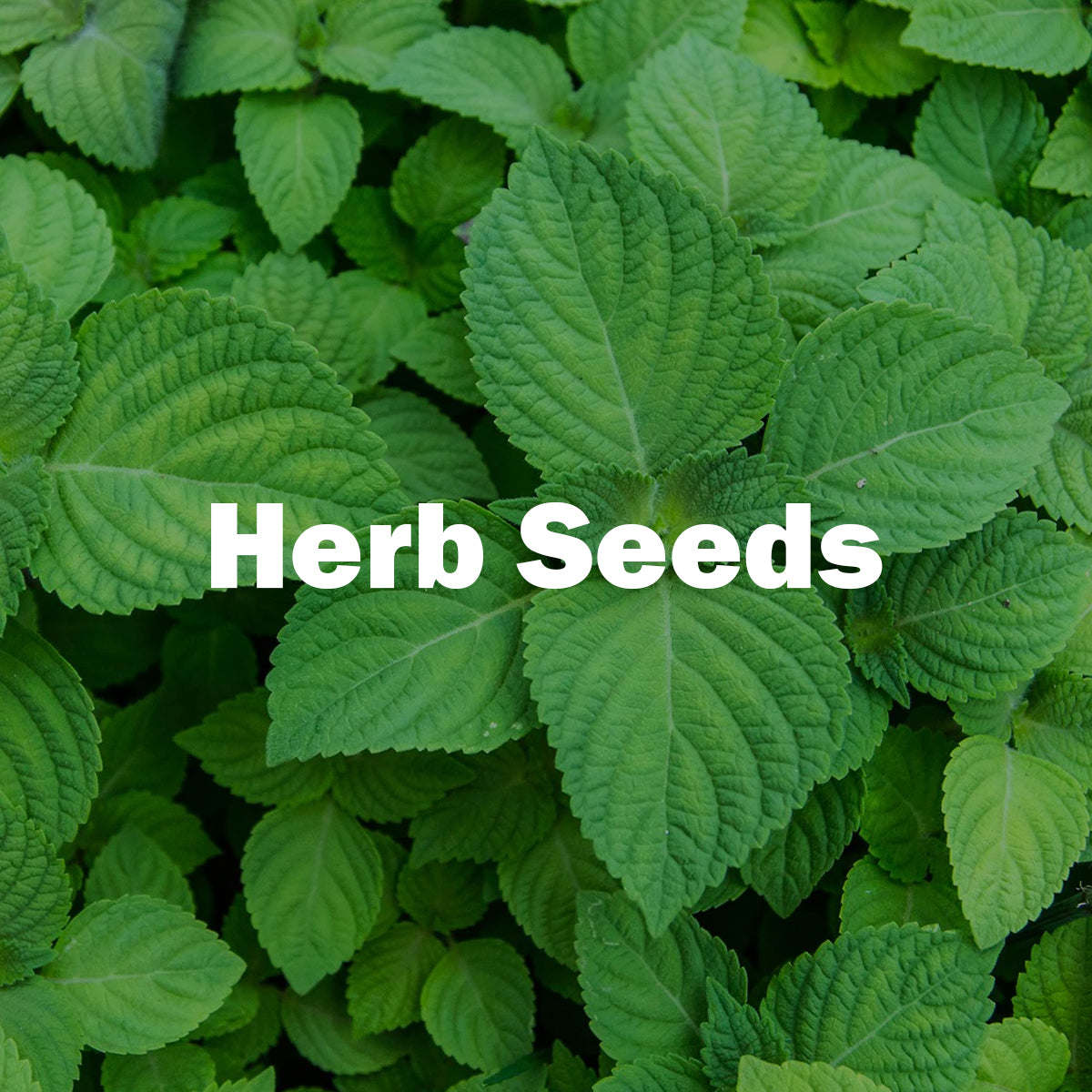 Herb Seeds