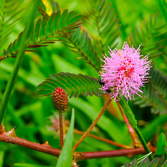 Mimosa Tenuiflora Seeds 50PCS - Sensitive Plant