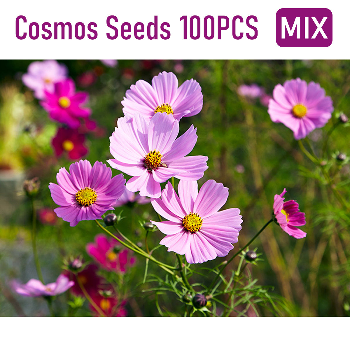 Cosmos Seeds - Dwarf Sensation - Mix (100 Seeds)