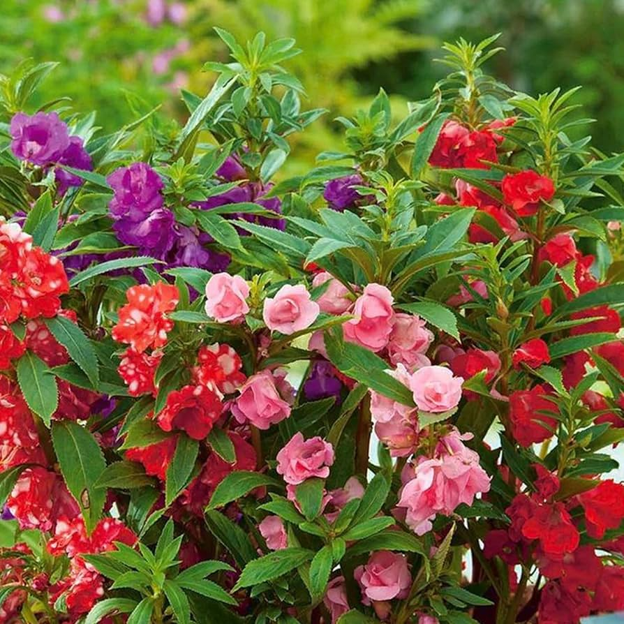 Impatiens Balsamina Seeds - 100PCS