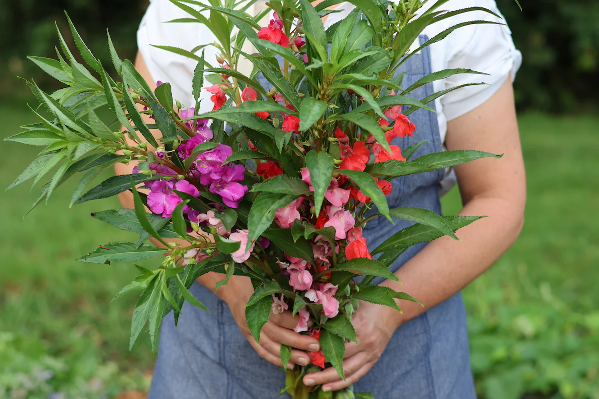 Impatiens Balsamina Seeds - 100PCS