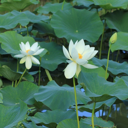 White Lotus Snow Lotus Seeds - 10PCS