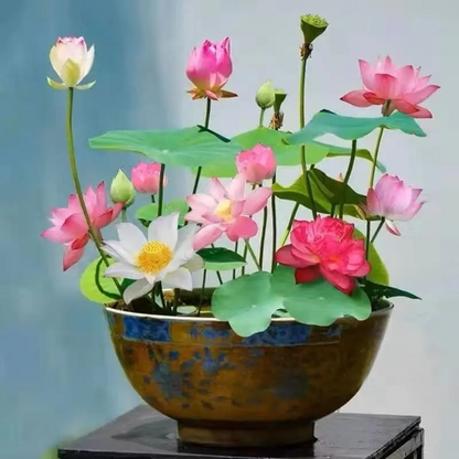 Mixed Color Bonsai Bowl Lotus Seeds - 10 Pcs