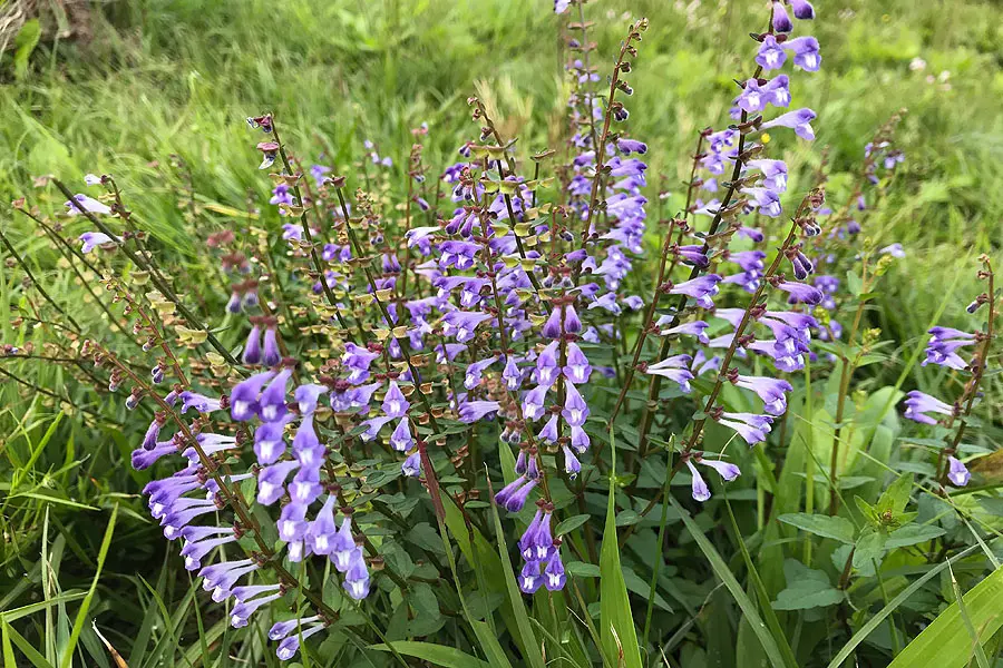 Scutellaria Barbata - 100 Seeds