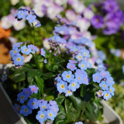 Forest Myosotis | Forget-Me-NotN Seeds - 100PCS