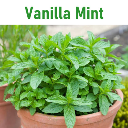 Mint Seeds Herb Seeds - 100PCS