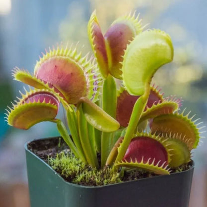 Carnivorous Plants - Venus Fly Trap (50Seeds)