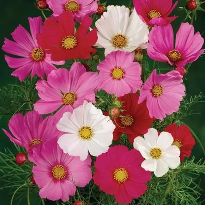 Cosmos Seeds - Dwarf Sensation - Mix (100 Seeds)