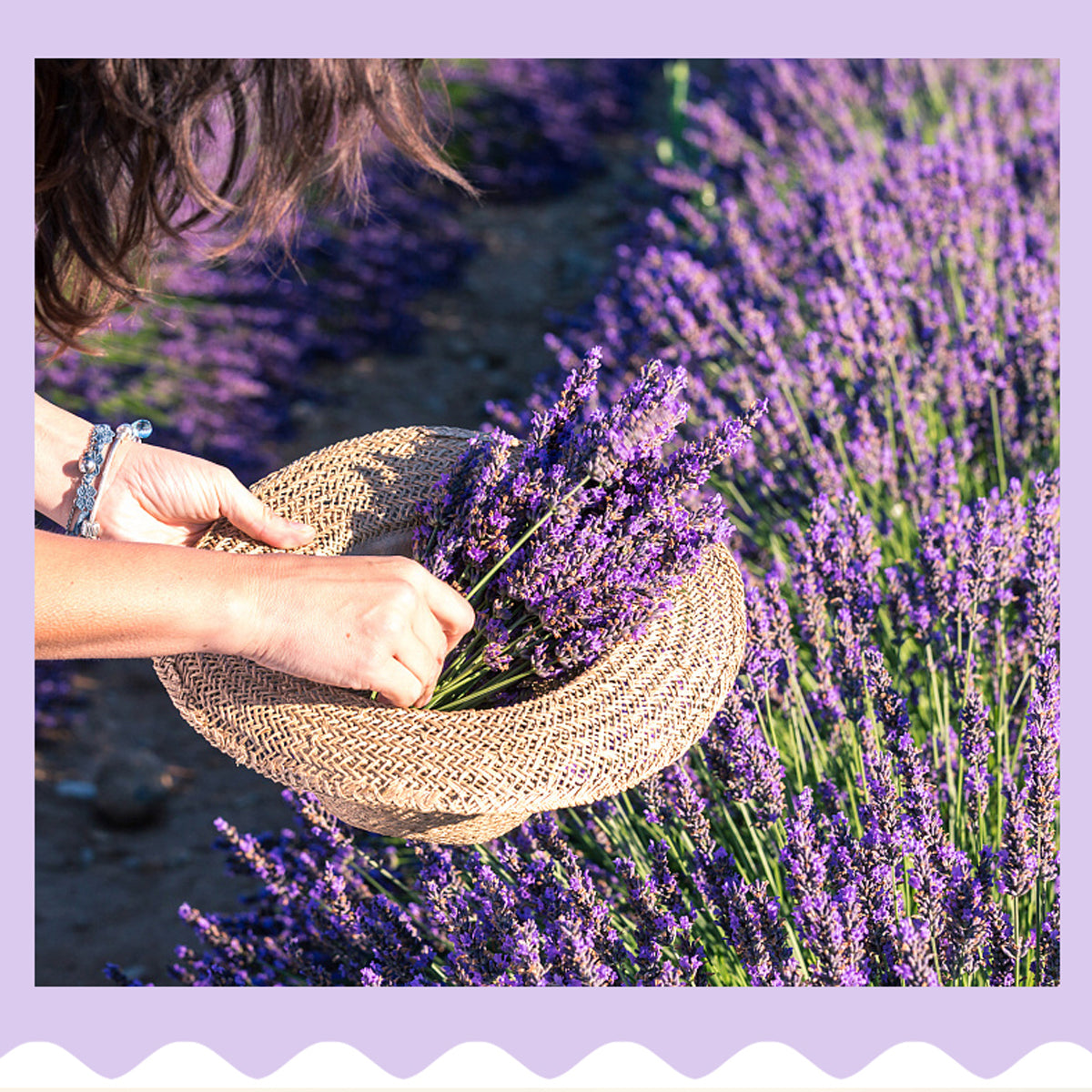 Lavender Seeds Fresh Scent - 100PCS