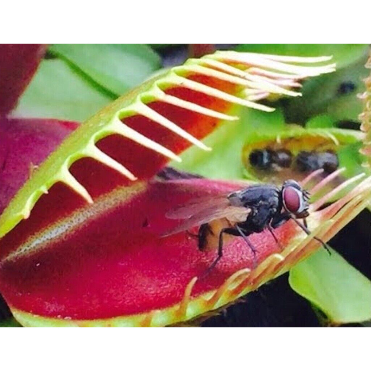 Carnivorous Plants - Venus Fly Trap (50Seeds)