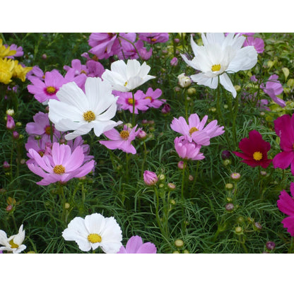 Cosmos Seeds - Dwarf Sensation - Mix (100 Seeds)