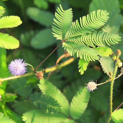 Mimosa Tenuiflora Seeds 50PCS - Sensitive Plant