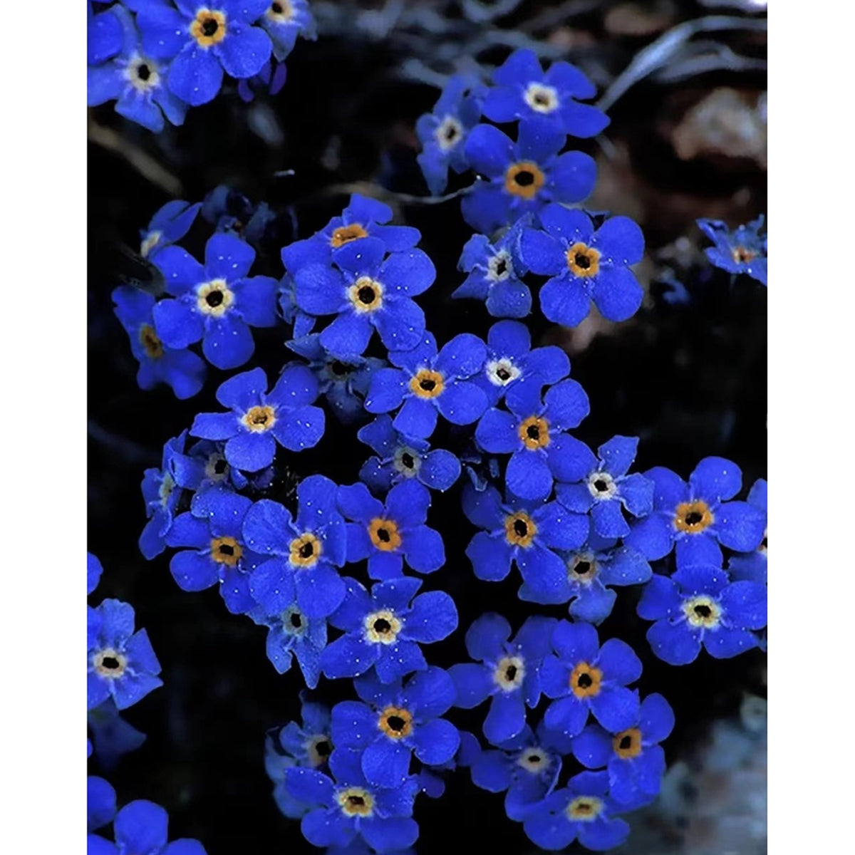 Forest Myosotis | Forget-Me-NotN Seeds - 100PCS