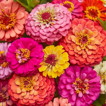 California Zinnia Elegans Mixed Colors - 150 Seeds