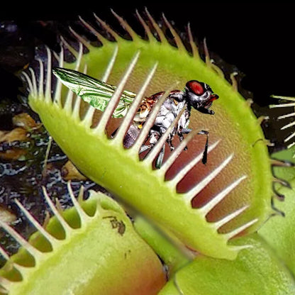 Carnivorous Plants - Venus Fly Trap (50Seeds)