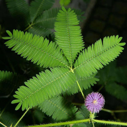 Mimosa Tenuiflora Seeds 50PCS - Sensitive Plant