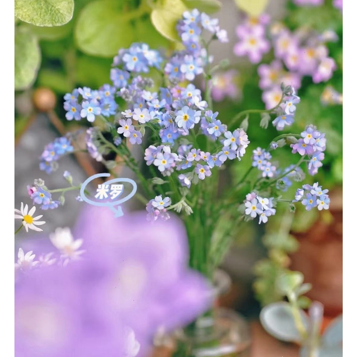 Forest Myosotis | Forget-Me-NotN Seeds - 100PCS