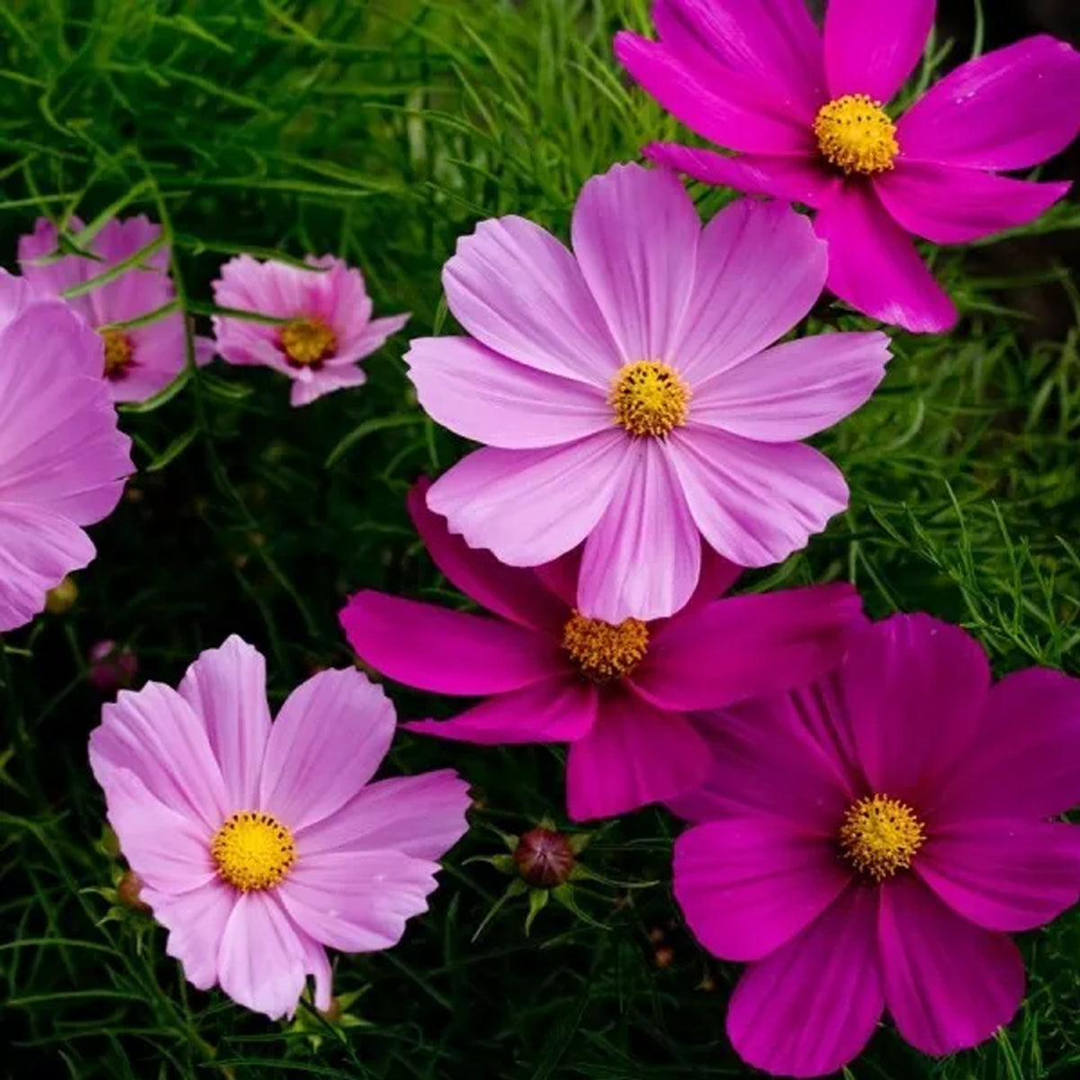 Cosmos Seeds - Dwarf Sensation - Mix (100 Seeds)