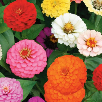 California Zinnia Elegans Mixed Colors - 150 Seeds