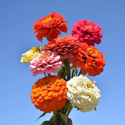 California Zinnia Elegans Mixed Colors - 150 Seeds