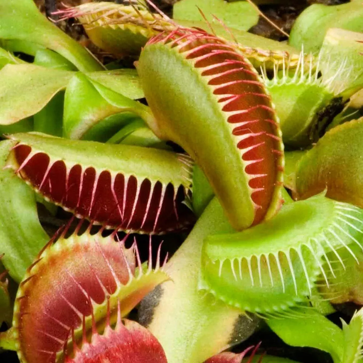 Carnivorous Plants - Venus Fly Trap (50Seeds)