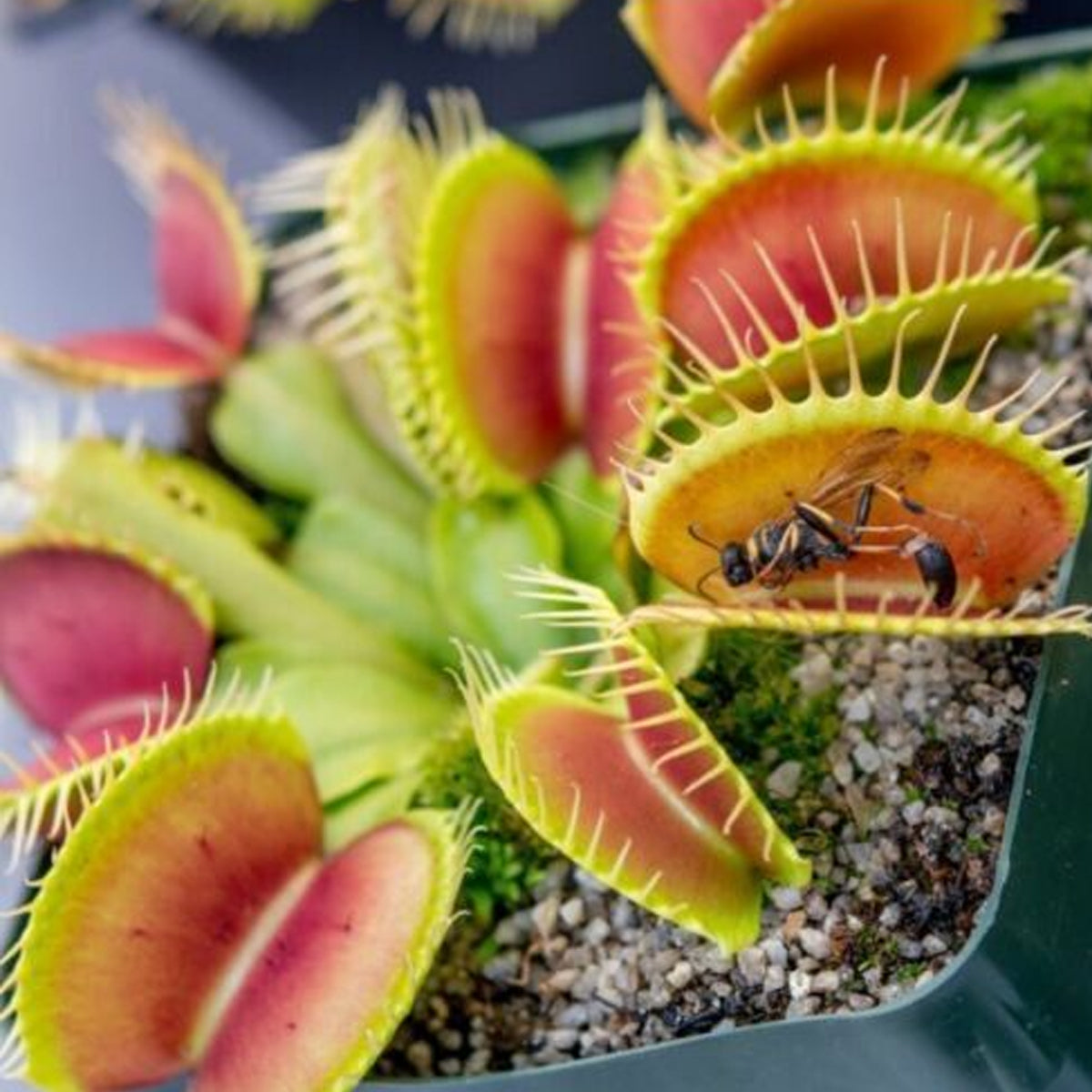 Carnivorous Plants - Venus Fly Trap (50Seeds)