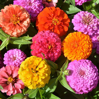 California Zinnia Elegans Mixed Colors - 150 Seeds