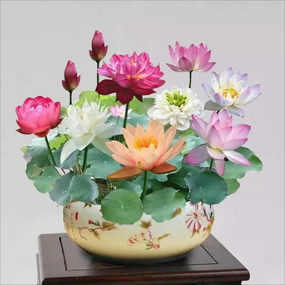 Bowl Lotus Seeds