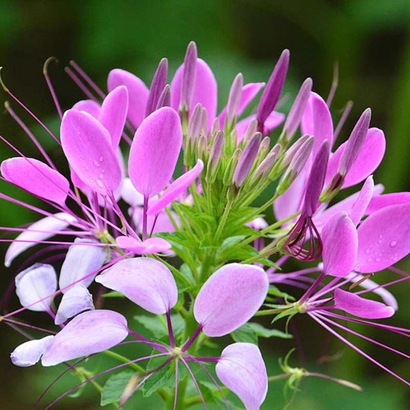 Cleome Spinosa seeds