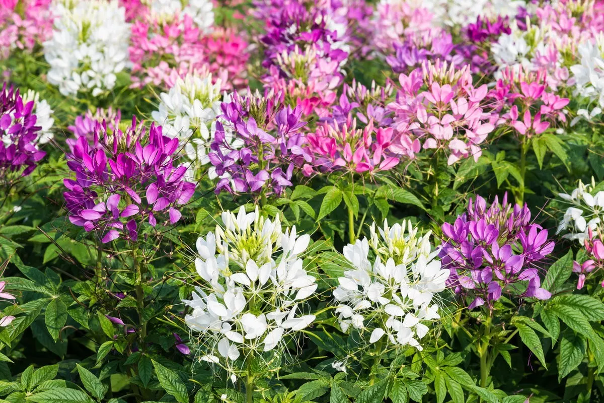 Cleome Spinosa seeds