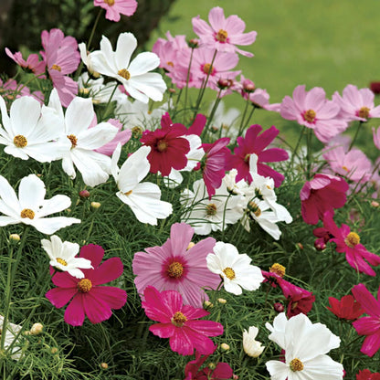 Cosmos seeds