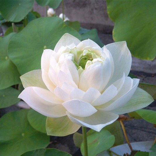 Snow lotus seeds