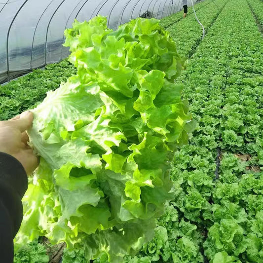 Lettuce Seeds