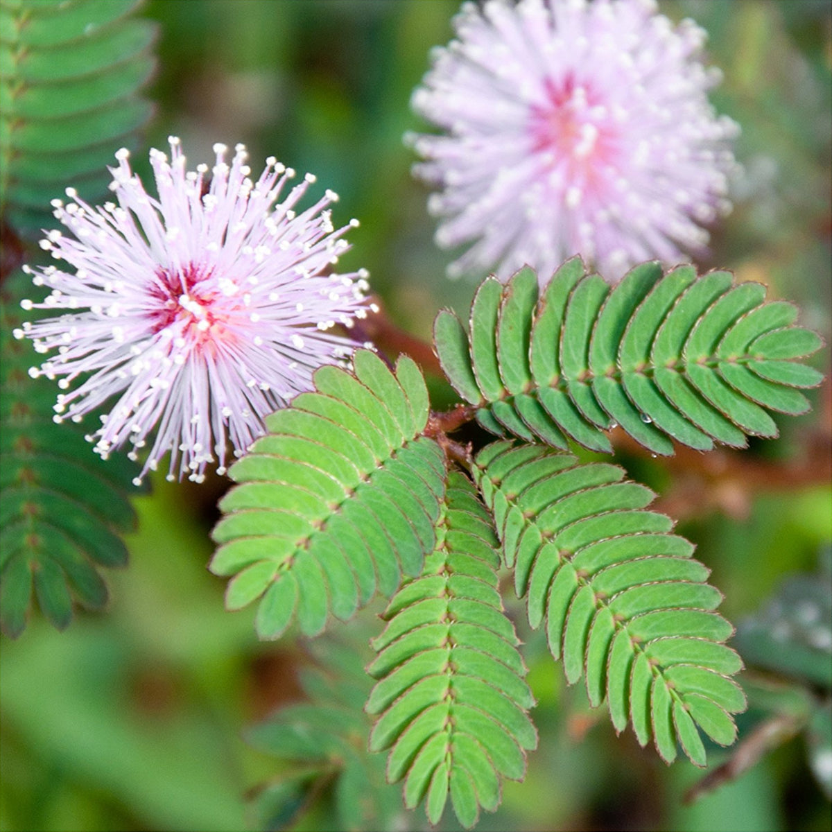 Mimosa Tenuiflora