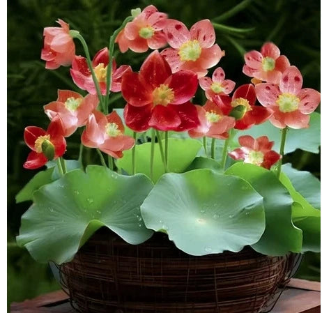 Mixed Color Bonsai Bowl Lotus Seeds - 10 Pcs