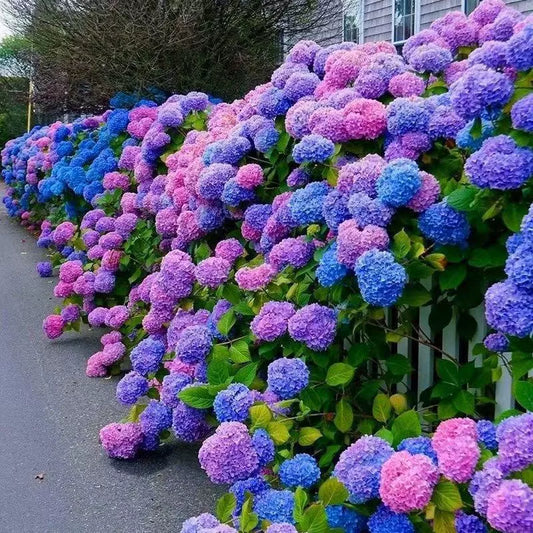 40PCS Beautiful and Hardy Hydrangea Seeds - Mixing Colors