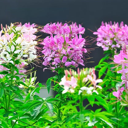 Cleome Spinosa Seeds - 100PCS