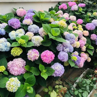 40PCS Beautiful and Hardy Hydrangea Seeds - Mixing Colors