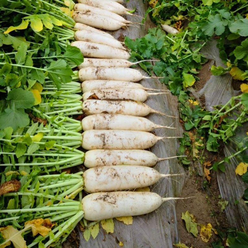 White Radish Seeds - 500PCS