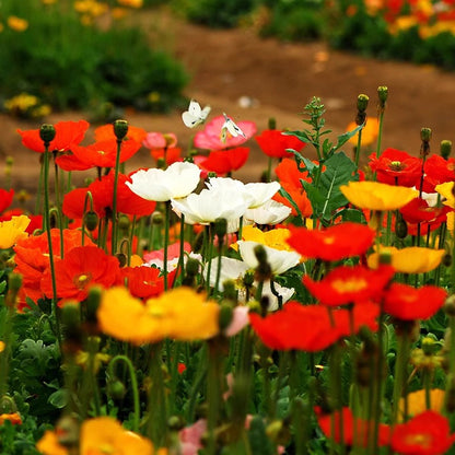 Papaver Rhoeas Flower Seeds Mix Colors- 200PCS