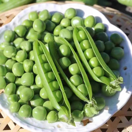 Sweet Snap Pea Seeds - 120Seeds