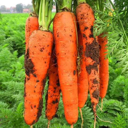 Carrot Seeds - 1000Seeds