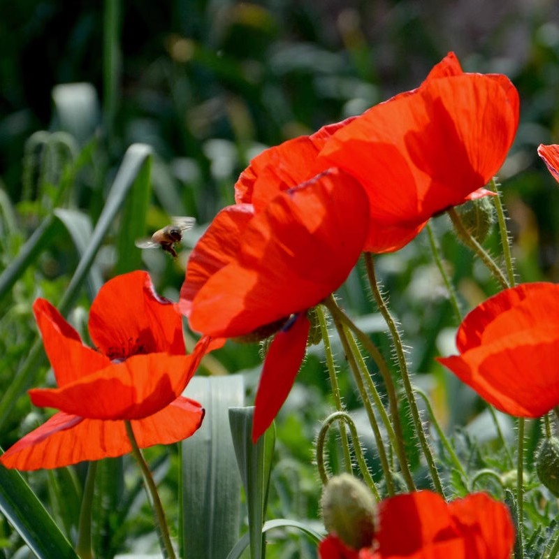 Papaver Rhoeas Flower Seeds Mix Colors- 200PCS