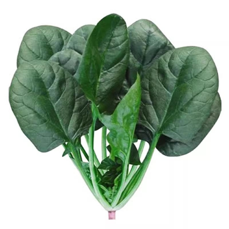 Large Leaf Spinach Seeds - 100PCS