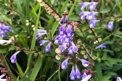 Scutellaria barbata seeds