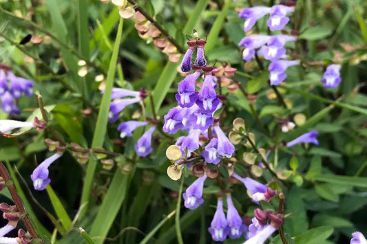 Scutellaria barbata seeds