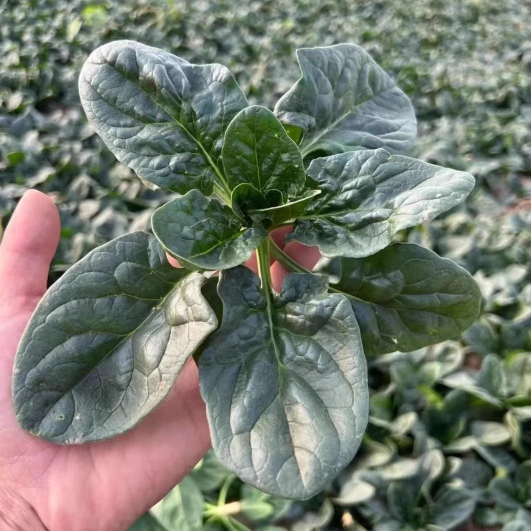 Spinach Seeds