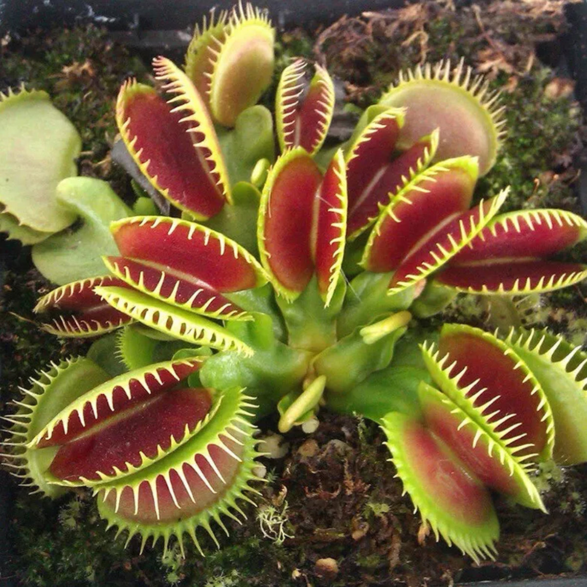 Venus Fly Trap